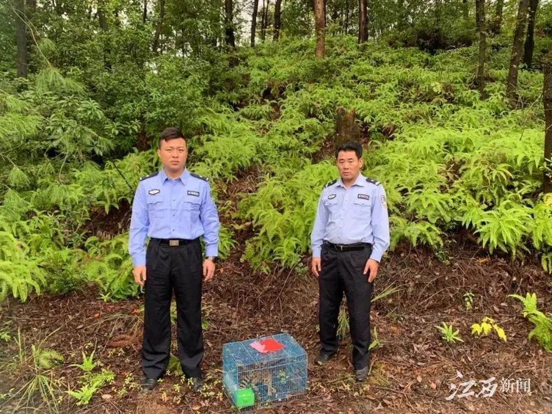 家养竹鼠和野生竹鼠的区别_竹鼠养殖野生技术_野生竹鼠市场价多少一斤