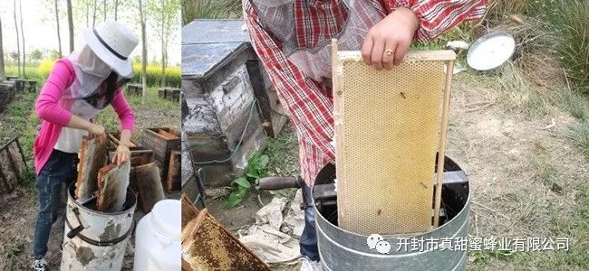 蜜蜂养殖收益_蜜蜂养殖致富收入_蜜蜂养殖业