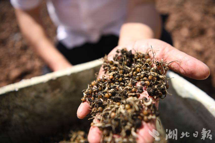 湖北药材种植项目哪种最好_致富药材湖北种植基地地址_湖北种植药材致富