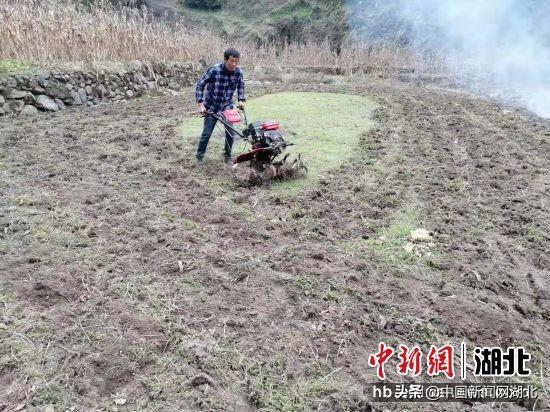 湖北兴山：药材种植开出“致富花”