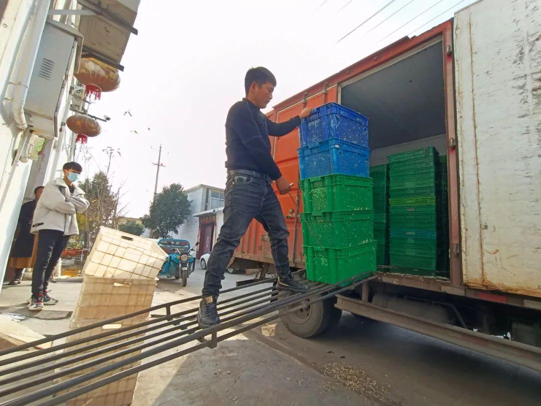 致富养殖豆芽视频_豆芽养殖致富_致富养殖豆芽图片