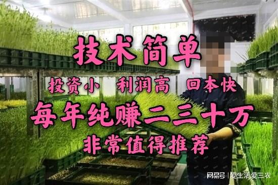 你相信吗，种植豆芽菜年收入二十万？厉害了我的哥