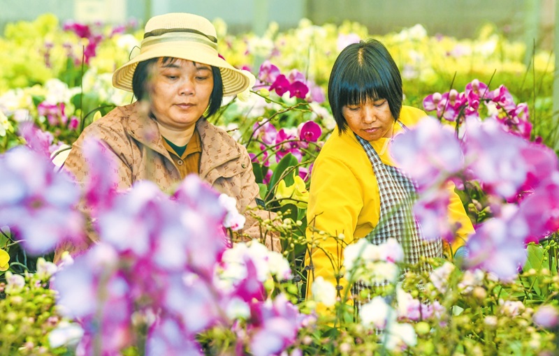 海口新坡镇依托兰花种植带动村民就业致富