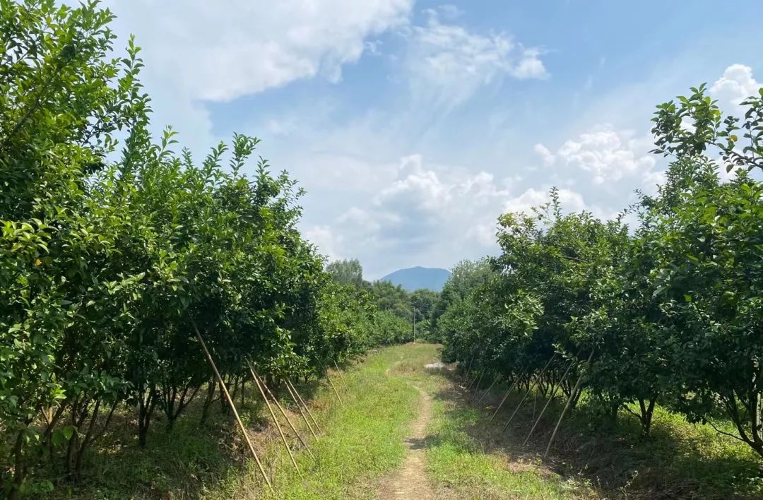 庭院致富经验案例_小庭院养殖致富案例_北方庭院养殖致富案例