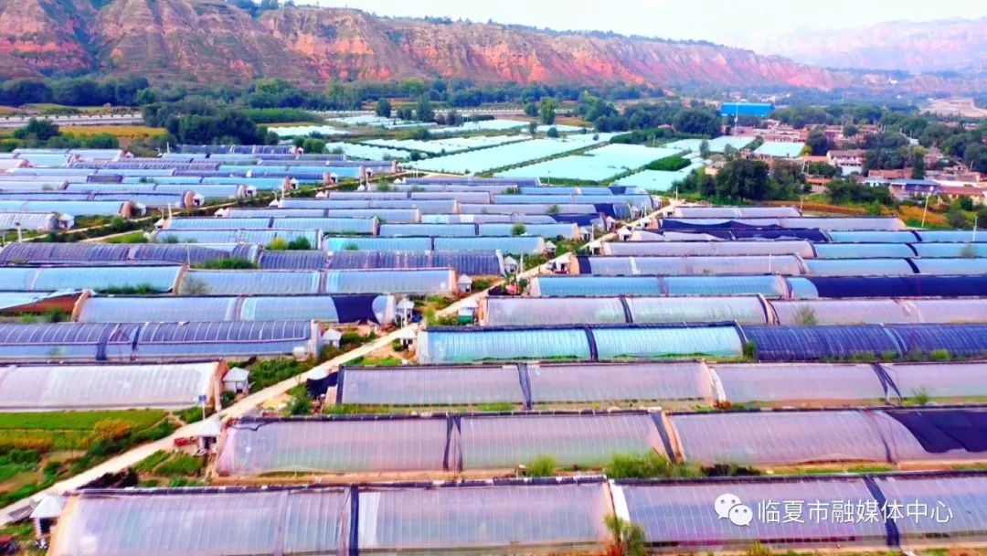 新乡大棚蔬菜种植基地_种植蔬菜致富新乡_新乡地区现在种什么菜