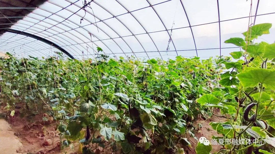 新乡大棚蔬菜种植基地_新乡地区现在种什么菜_种植蔬菜致富新乡