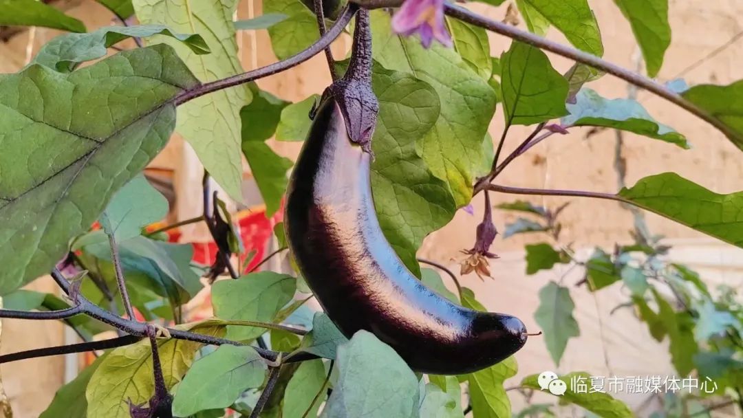 新乡地区现在种什么菜_新乡大棚蔬菜种植基地_种植蔬菜致富新乡