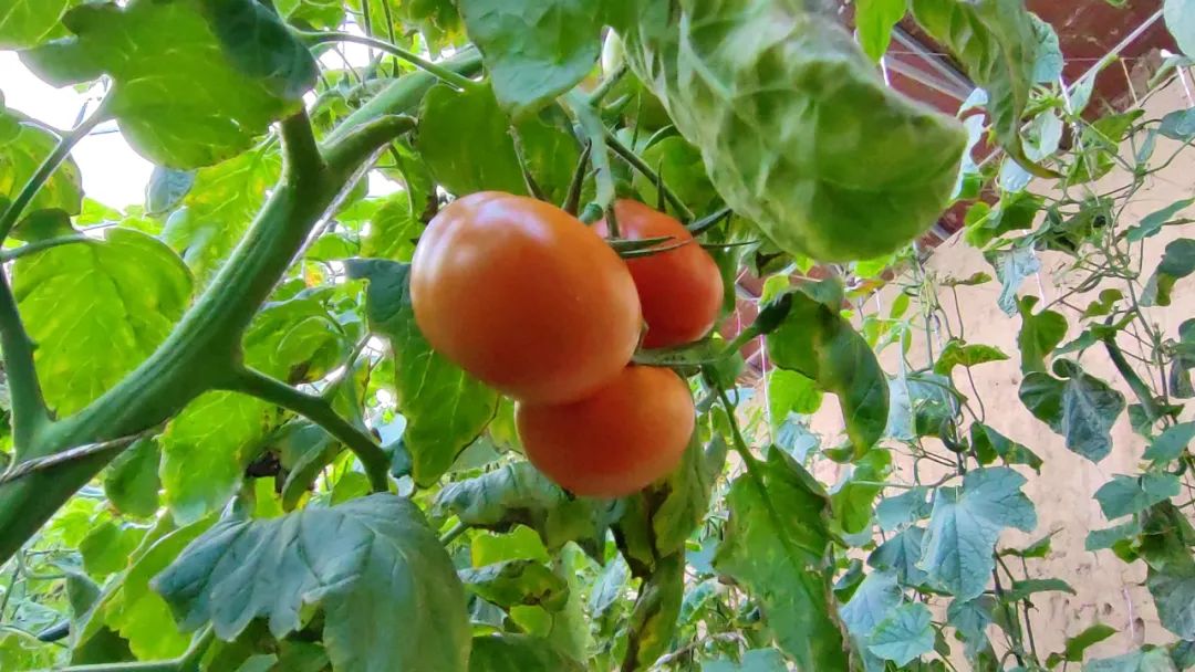 新乡大棚蔬菜种植基地_种植蔬菜致富新乡_新乡地区现在种什么菜