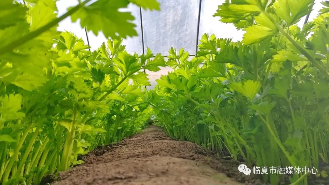 新乡大棚蔬菜种植基地_新乡地区现在种什么菜_种植蔬菜致富新乡