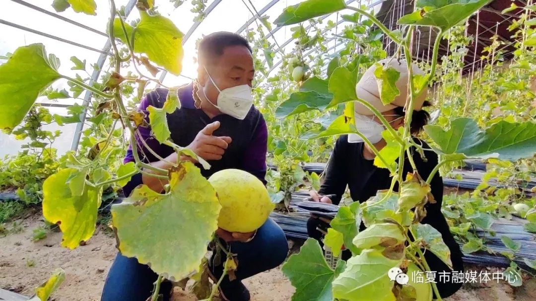 种植蔬菜致富新乡_新乡地区现在种什么菜_新乡大棚蔬菜种植基地