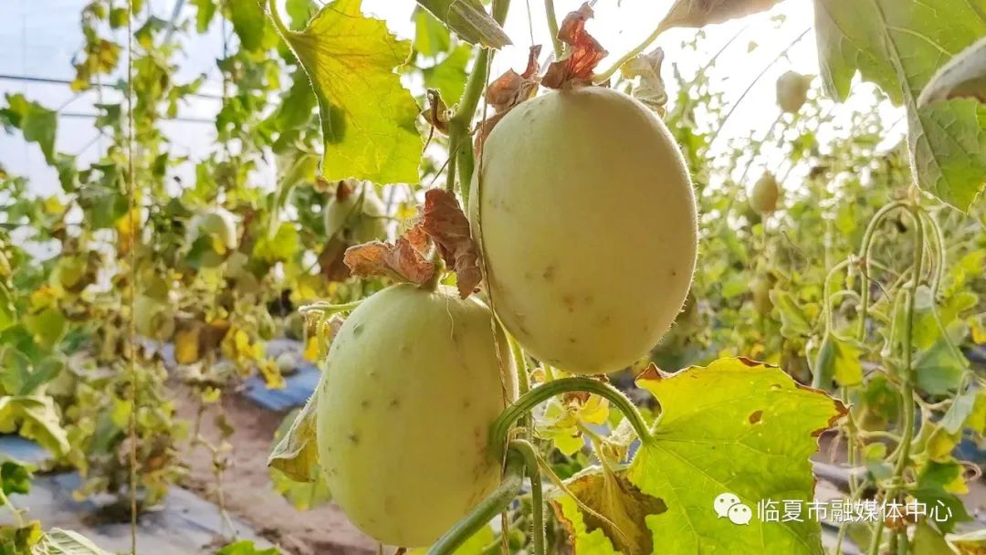 新乡大棚蔬菜种植基地_种植蔬菜致富新乡_新乡地区现在种什么菜