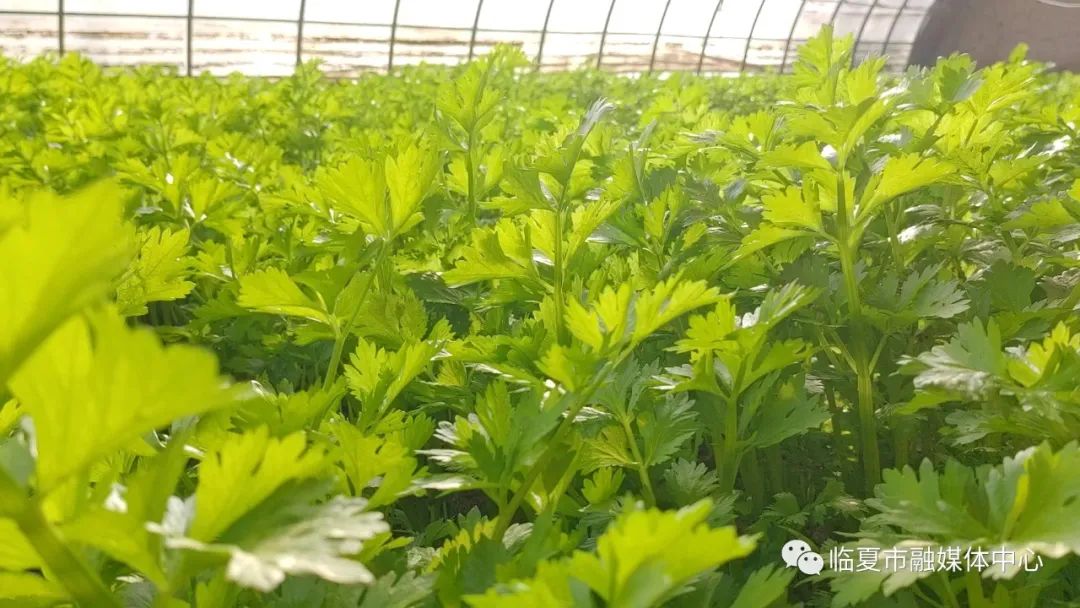 新乡地区现在种什么菜_种植蔬菜致富新乡_新乡大棚蔬菜种植基地