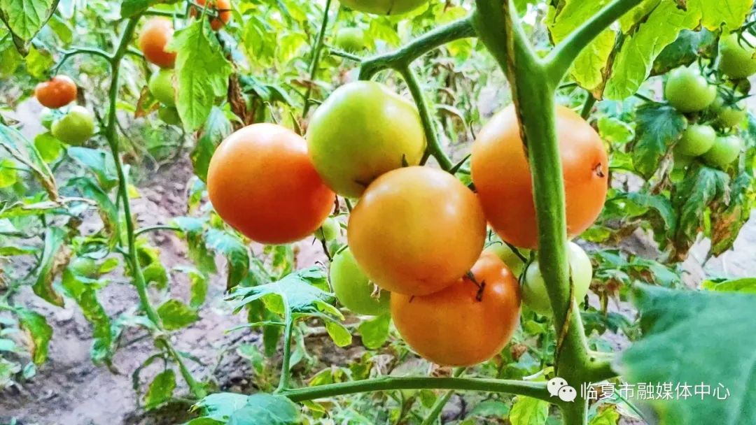 新乡大棚蔬菜种植基地_新乡地区现在种什么菜_种植蔬菜致富新乡