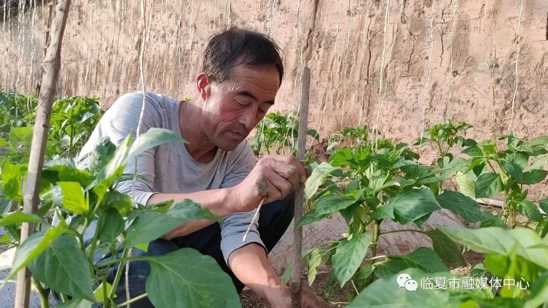 新乡地区现在种什么菜_种植蔬菜致富新乡_新乡大棚蔬菜种植基地