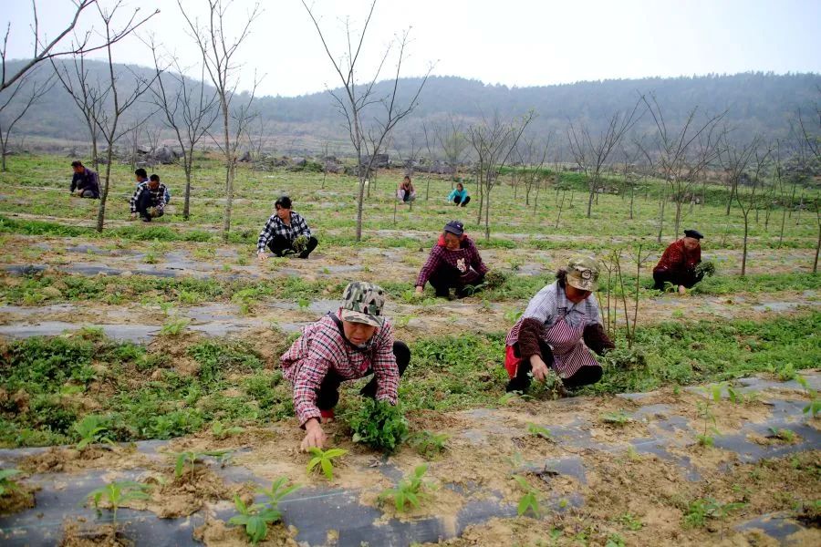 贵州黄柏种植致富_黄柏种植前景与经济效益_黄柏种植与国家政策