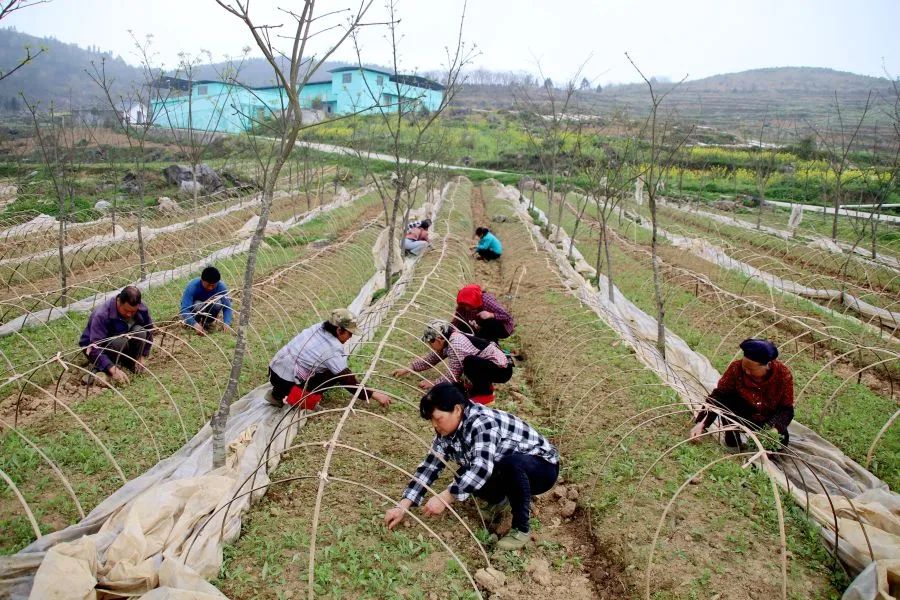 贵州黄柏种植致富_黄柏种植与国家政策_黄柏种植前景与经济效益