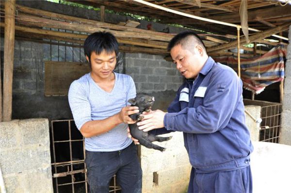 竹鼠养殖成本与风险_竹鼠养殖新政策_371竹鼠养殖技术