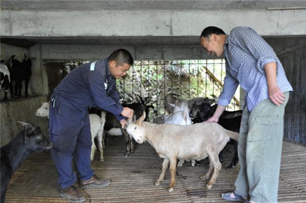 371竹鼠养殖技术_竹鼠养殖成本与风险_竹鼠养殖新政策