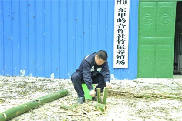 371竹鼠养殖技术_竹鼠养殖新政策_竹鼠养殖成本与风险