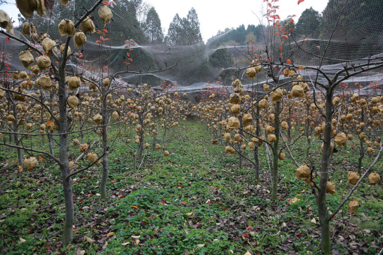 种植果树致富_2021年种植致富前景_致富果种植前景