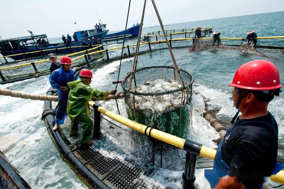 海水网箱养殖技术_海水养殖场使用网箱养殖的方法_海水养殖网箱技术规程