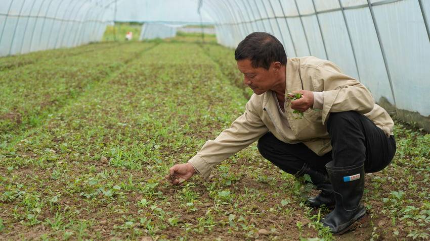 湖北药材种植项目哪种最好_湖北药材种植什么最赚钱_湖北种植药材致富