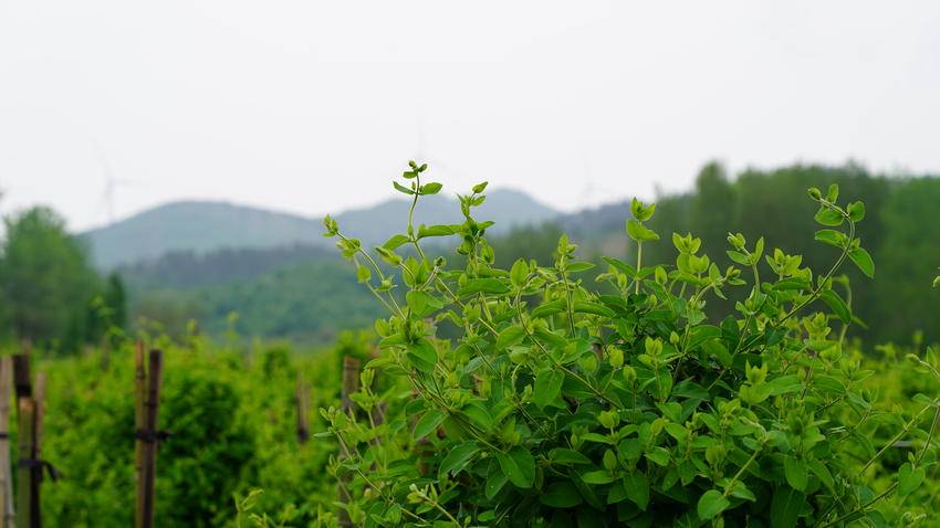 湖北药材种植项目哪种最好_湖北种植药材致富_湖北药材种植什么最赚钱