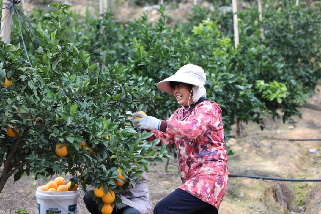 2021年种植致富前景_致富果种植前景_果树种植致富经