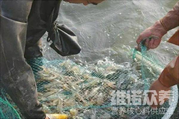 水产养殖南美白对虾技术，淡水白对虾养殖最新方法