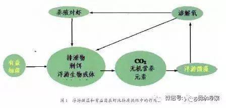 掌握虾塘藻与菌的调控技术你就成功了一半！