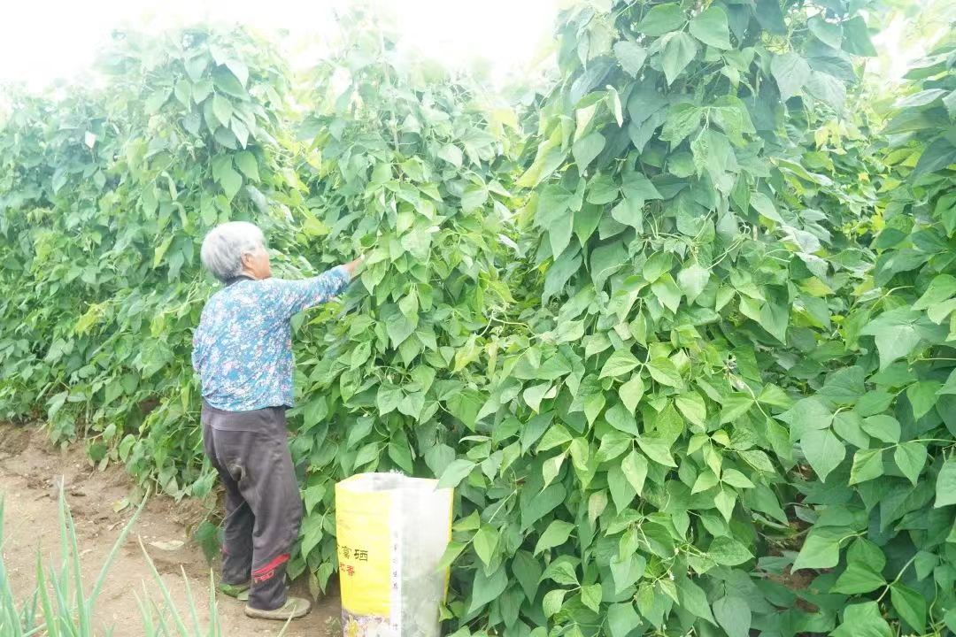 种植致富业_2021年种植致富前景_致富果种植前景