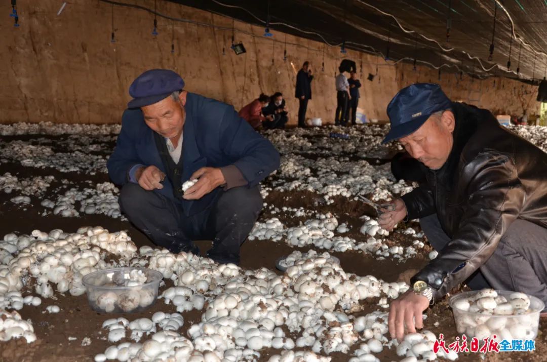 牛粪生产双孢菇技术培训_牛粪养双孢菇_牛粪养殖双孢菇技术