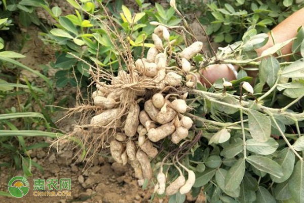 花生种植致富案例_花生种植赚钱吗_致富经花生种植视频