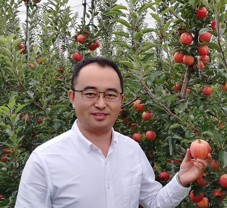 富士苹果种植株距行距多少_红富士苹果种植技术_红富士苹果怎么种