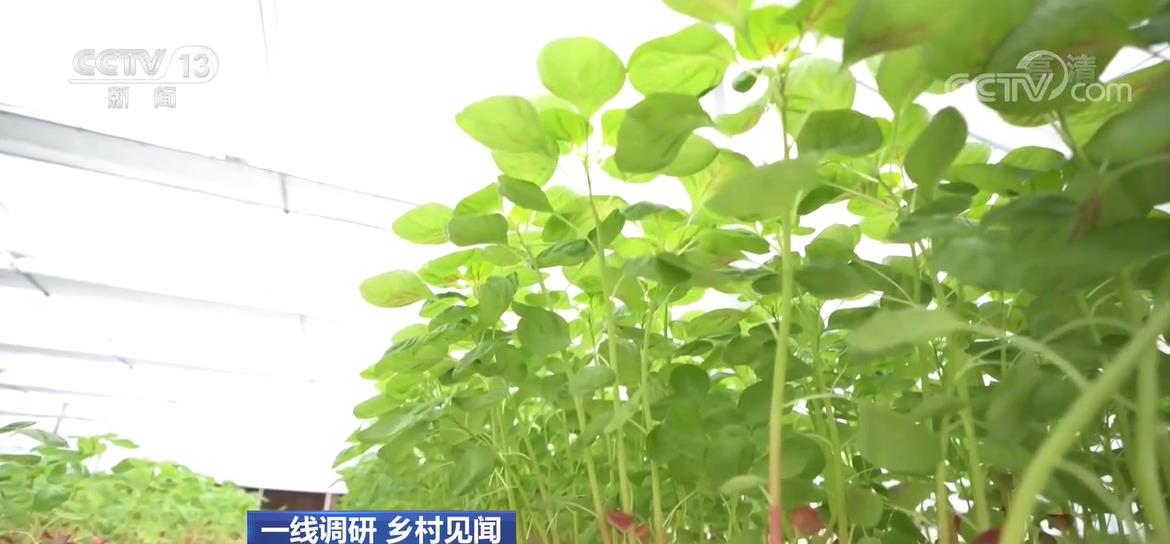 农民致富种植项目_农民致富种植网_农村致富网种植