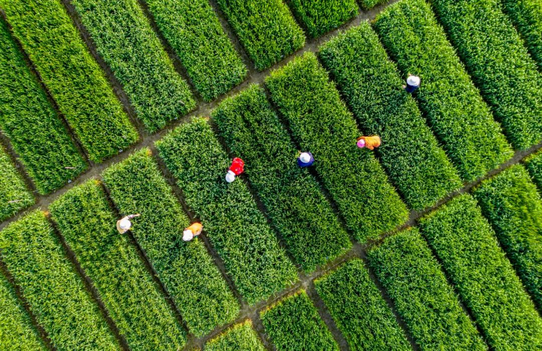 农村致富新项目种植_农村土地种植致富项目网_致富种植土地农村网项目有哪些