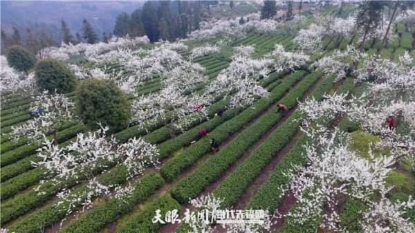 春茶破局，脱贫在望！一季度贵州省春茶生产实现开门红