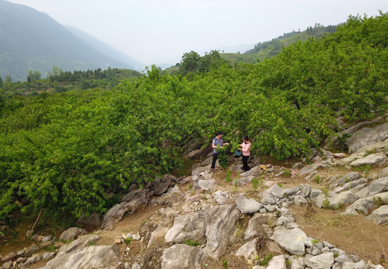 致富种植视频全集_农民致富种植网_致富经农业种植