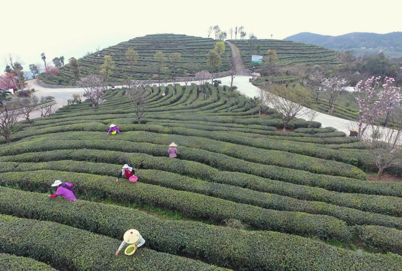 福建福鼎：茶产业助力乡村振兴百姓致富