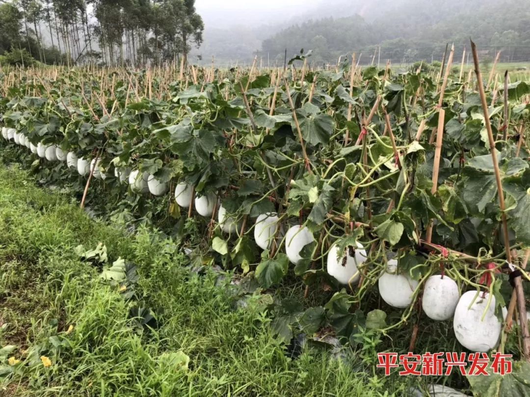 致富经种植亩收入过亿_致富种植视频全集_种植致富100例