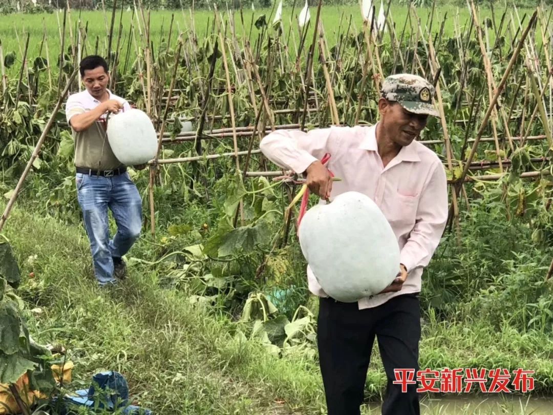 致富种植视频全集_致富经种植亩收入过亿_种植致富100例