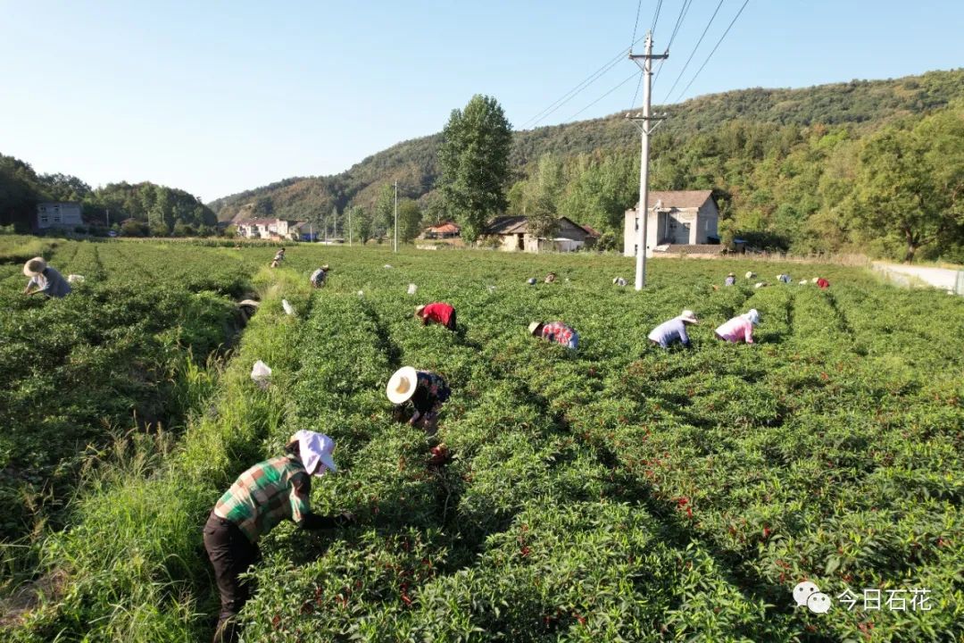 乡村产业｜火红朝天椒，增收致富宝