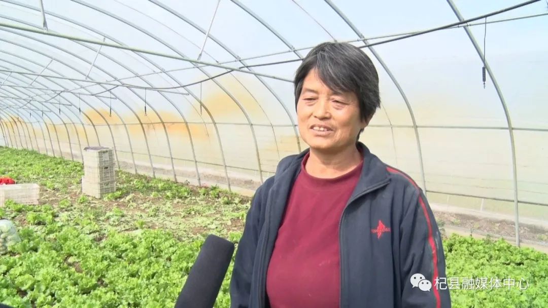 致富经种生菜视频_致富依靠种植生菜_依靠种植生菜致富