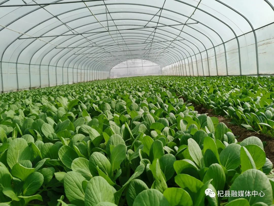 致富经种生菜视频_依靠种植生菜致富_致富依靠种植生菜