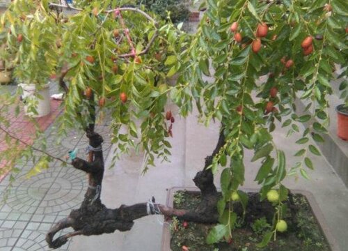 楼顶种什么树风水好 楼顶栽的植物有讲究