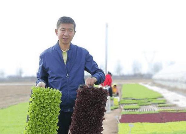 种植生菜赚钱吗_致富经种生菜视频_依靠种植生菜致富