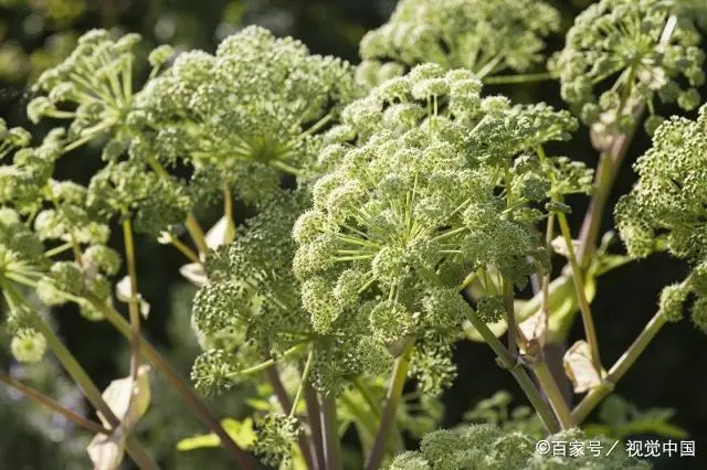 致富屋内种植项目介绍_致富屋内种植项目有哪些_屋内种植致富项目