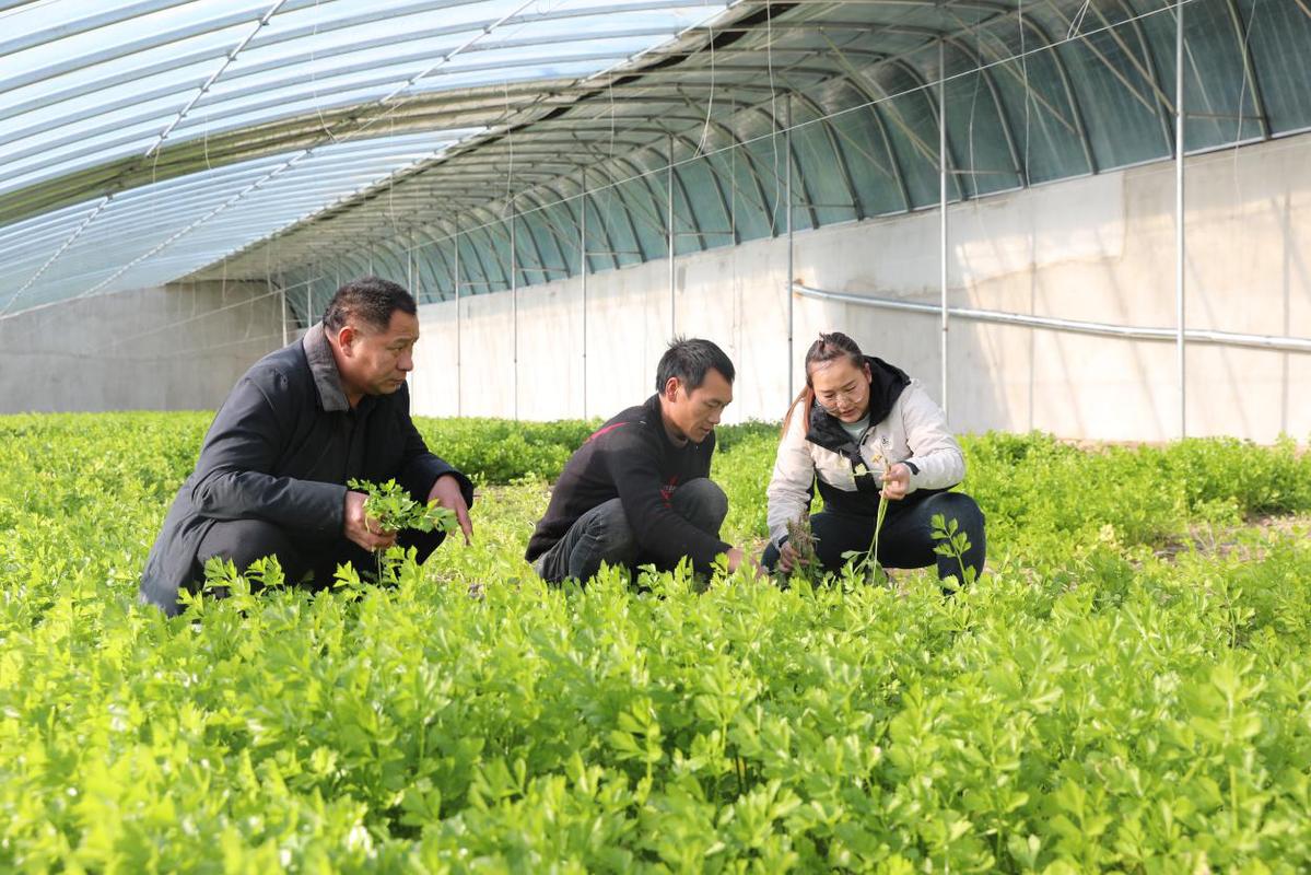 大棚里的致富经_致富经 大棚种植_种植大棚带领村民致富