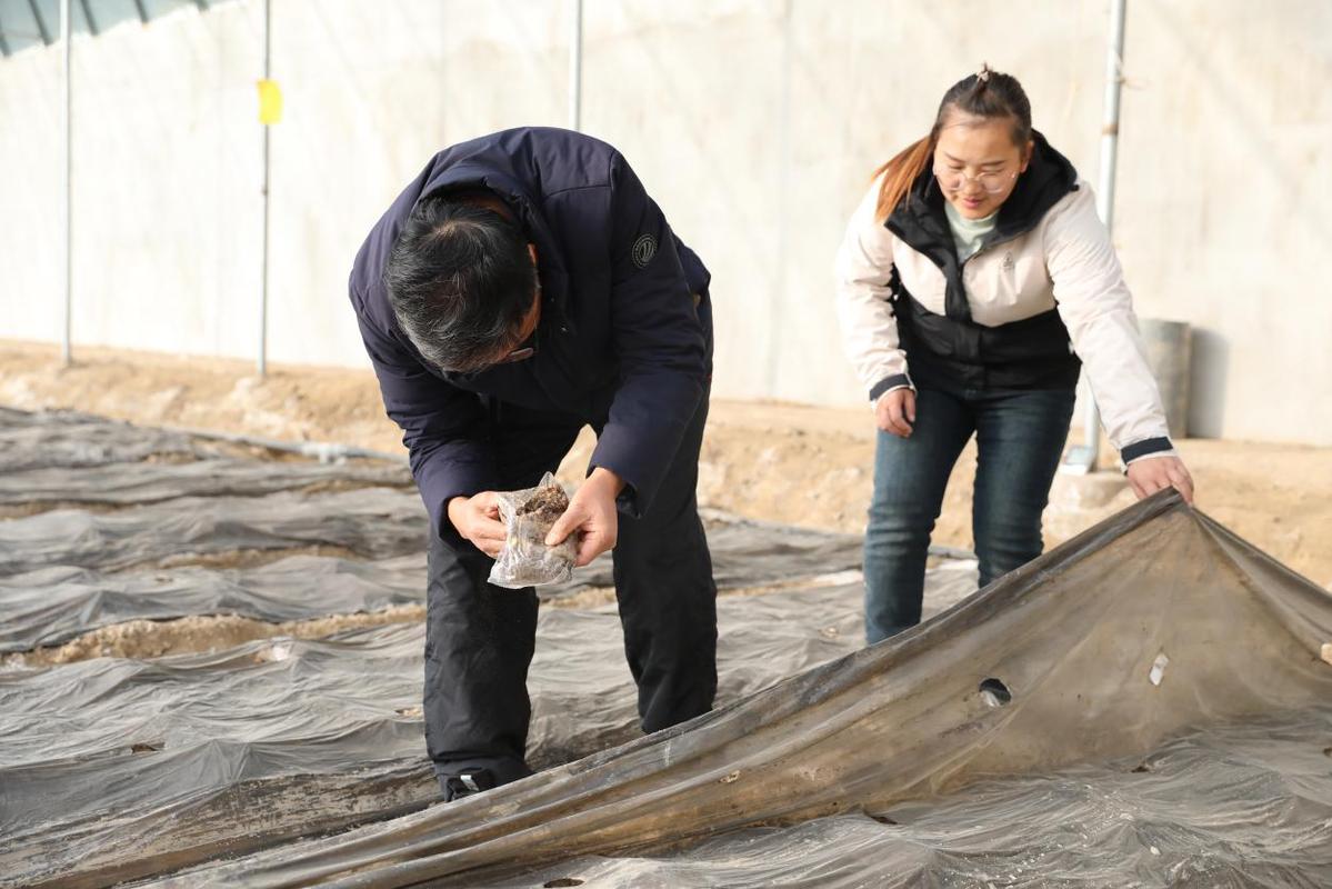 种植大棚带领村民致富_致富经 大棚种植_大棚里的致富经