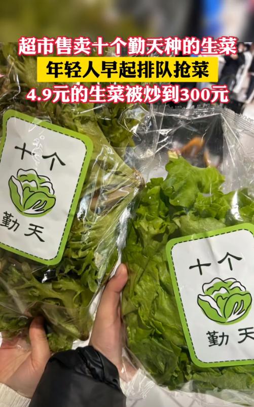 致富依靠种植生菜什么意思_依靠种植生菜致富_致富依靠种植生菜的句子